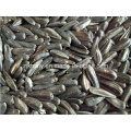 Black Sunflower Seed 2015crop 290-310pieces/50g